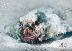 The Grinch Sea
Caribbean Batfish 
 by Magali Marquez 